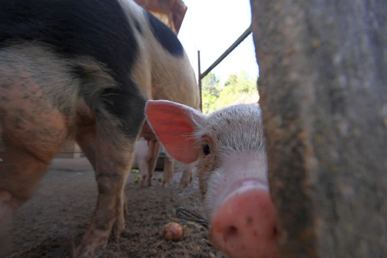 several small pig looking out through the gate