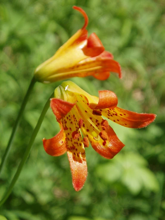 an orange and yellow flower in full bloom