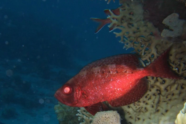a close up of some red colored fish near rocks