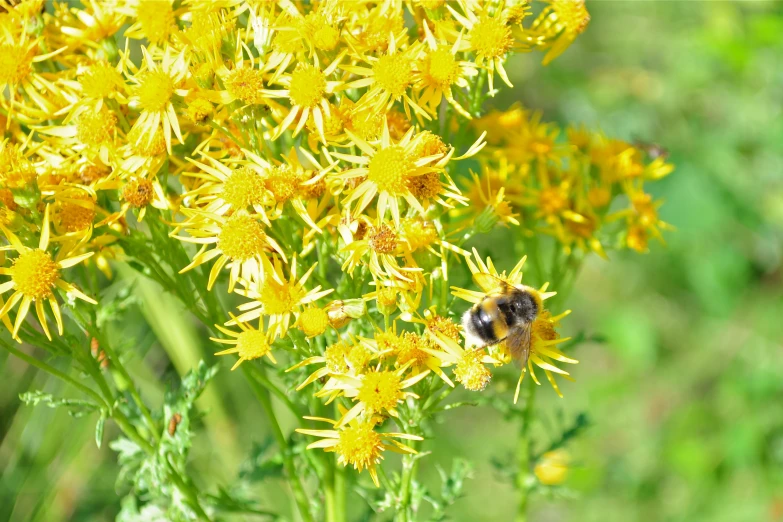 a bee is sitting on some yellow flowers