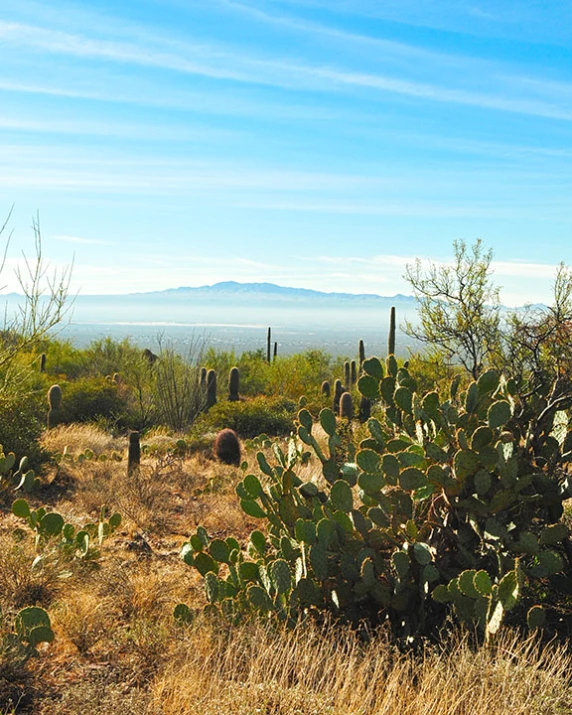 the large desert cactus has been blooming well