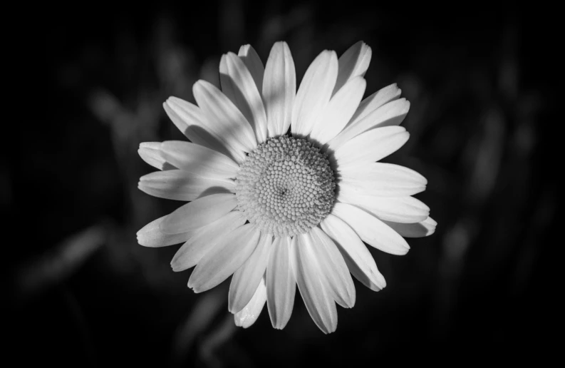 black and white po of a flower taken from the top of a petals