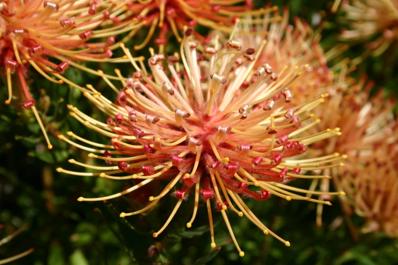 an orange flower grows in the woods