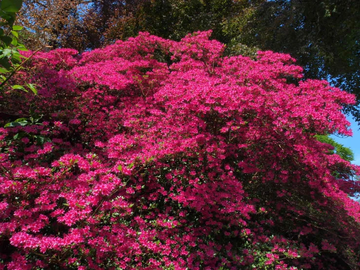 a purple tree and a bench with flowers in front of it