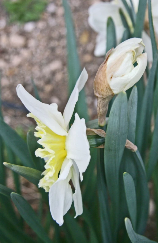 a close - up of a white flower with some green leaves