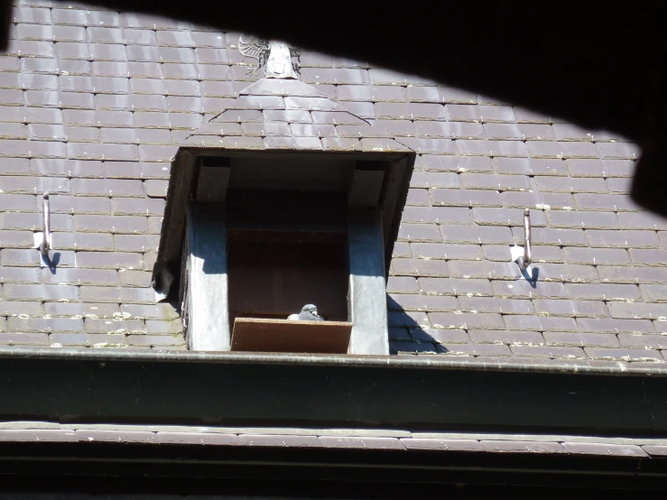 a bird is perched in a window at a brick building