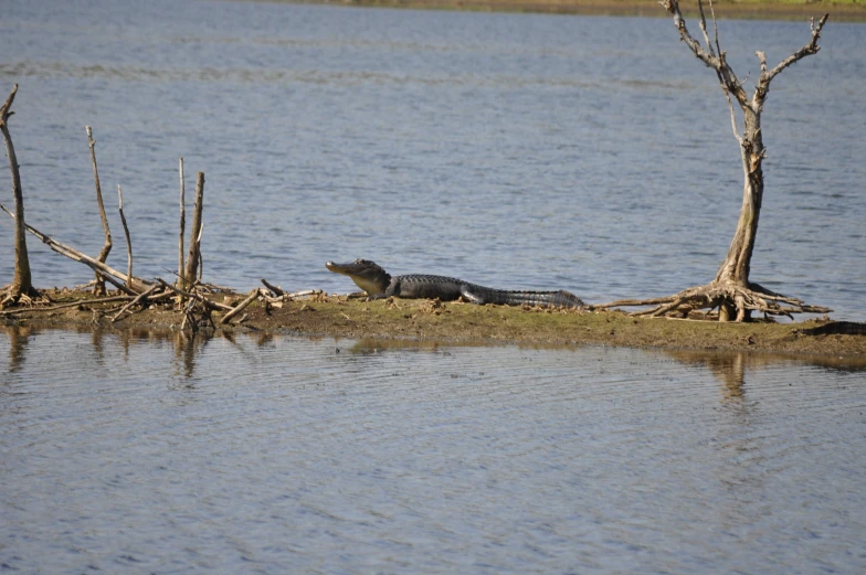 crocodiles in an area where there are water and tree limbs