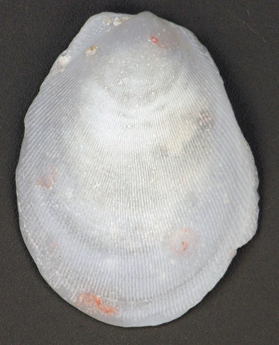 a white object on a table with black surface