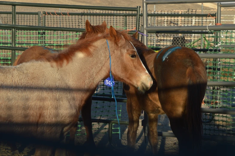 two horses are standing together next to each other in their corral