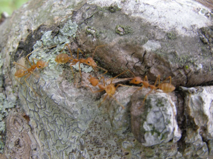 there are a group of ants crawling up on the bark