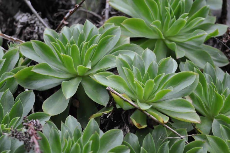 closeup of some very pretty green plants