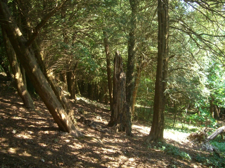 the woods are full of leafy green trees