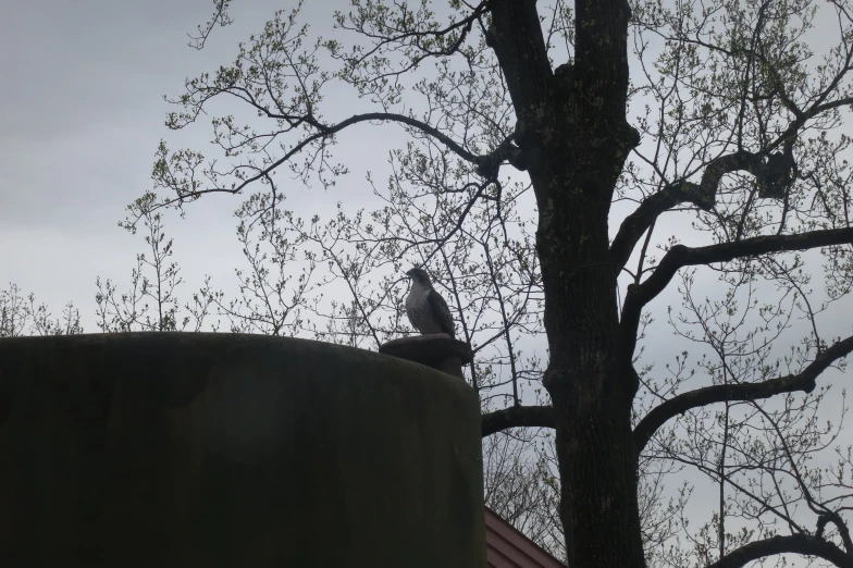 a pigeon sitting on top of a roof next to a tree