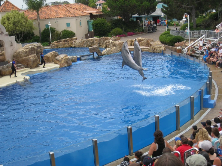 a couple of dolphins swimming in an ocean park