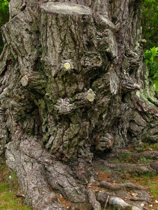 a broken tree trunk has many trees around it