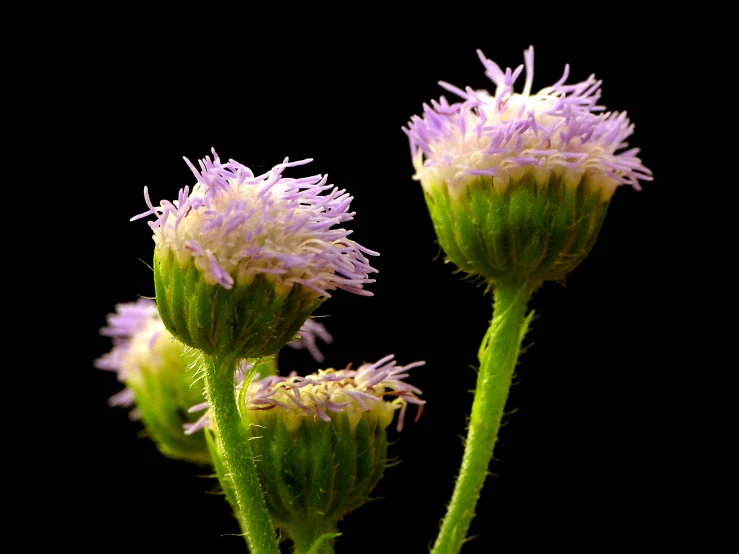 two flowers with purple stems, one with buds