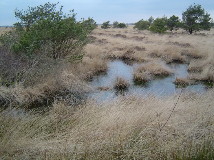 an area with some water surrounded by tall grass