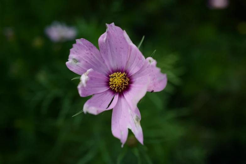 a small pink flower blooming next to green stems