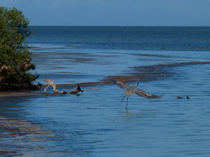 two birds are flying over the water together