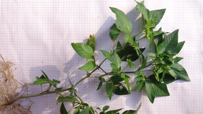 a small plant with leaves on it is in the sunlight