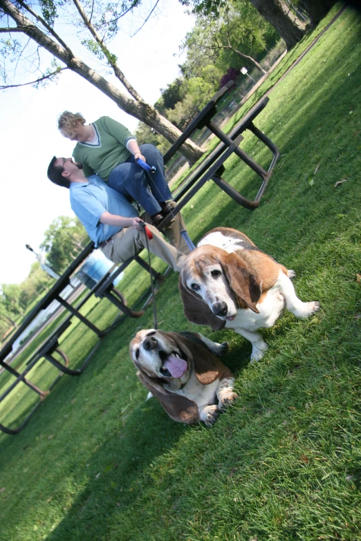 there is a group of dogs being held by their owners