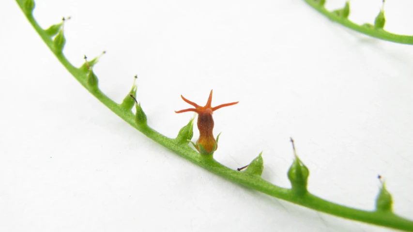 a little red thing sitting on top of a green plant