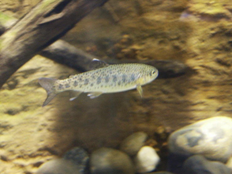 a fish in the water near some rocks and trees