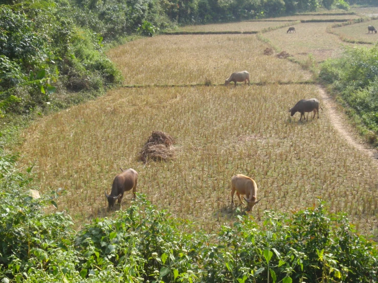 animals grazing in a rice field on a sunny day