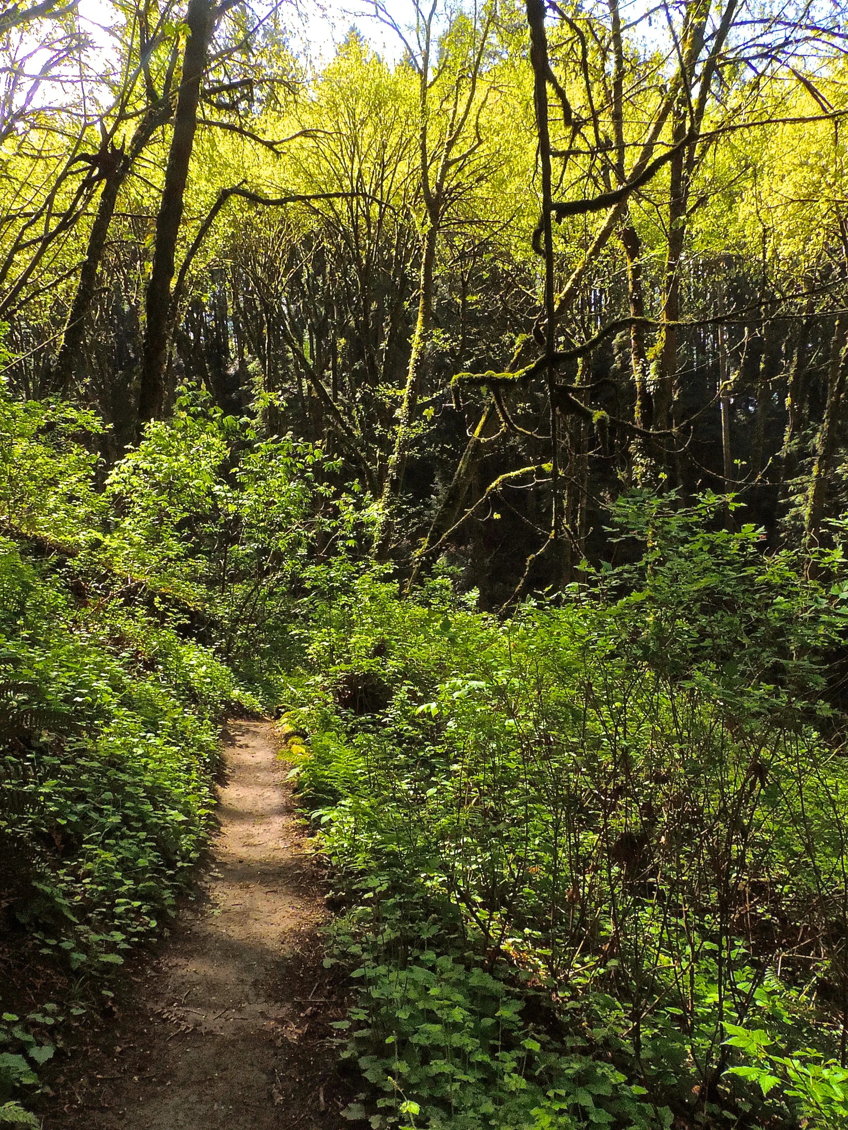 a dirt path in the woods surrounded by trees