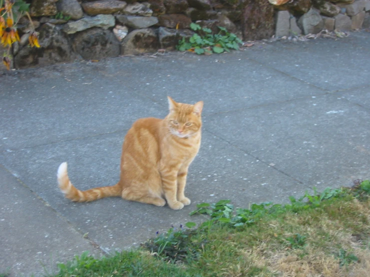 an orange cat sitting in front of a stone wall