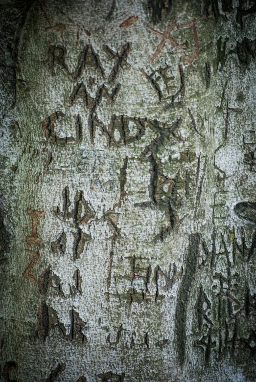 a background of bark with the inscription tree of life