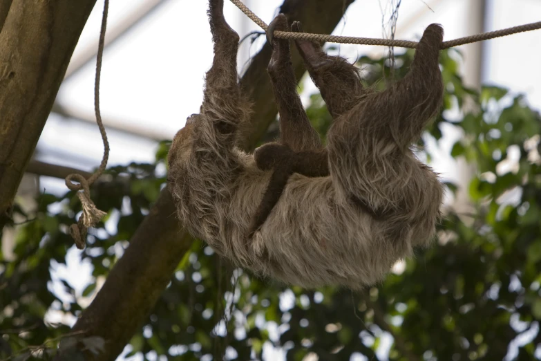 a sloth hangs from the nches of a tree