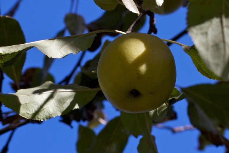 an apple hanging from a tree with its leaves and the sky in the background
