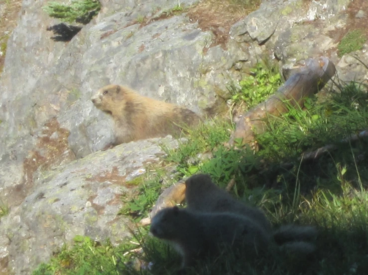 a bear on top of a cliff with another bear in the distance