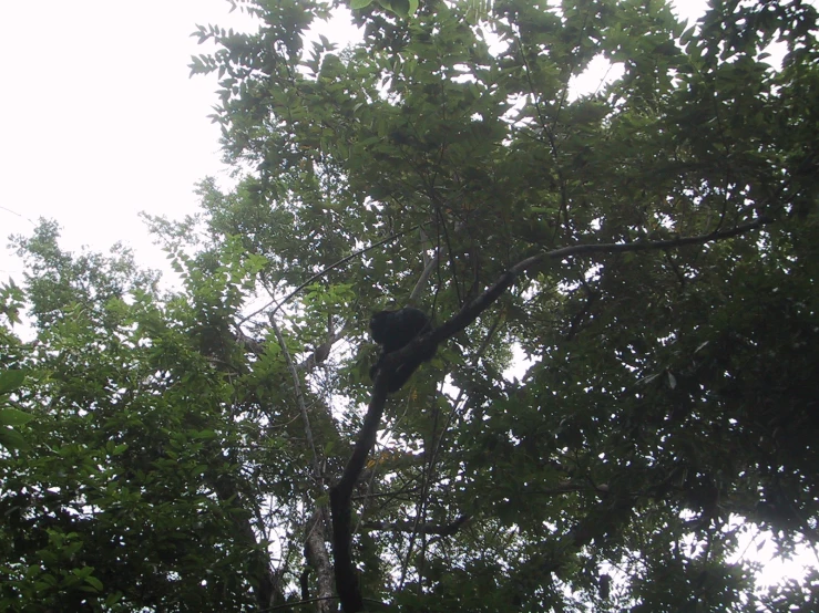 an animal hanging out in the middle of a tree