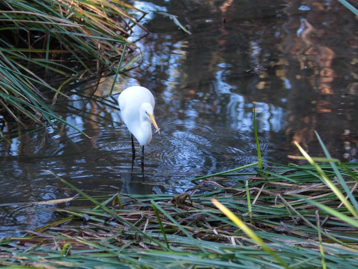 there is a white bird that is in the water