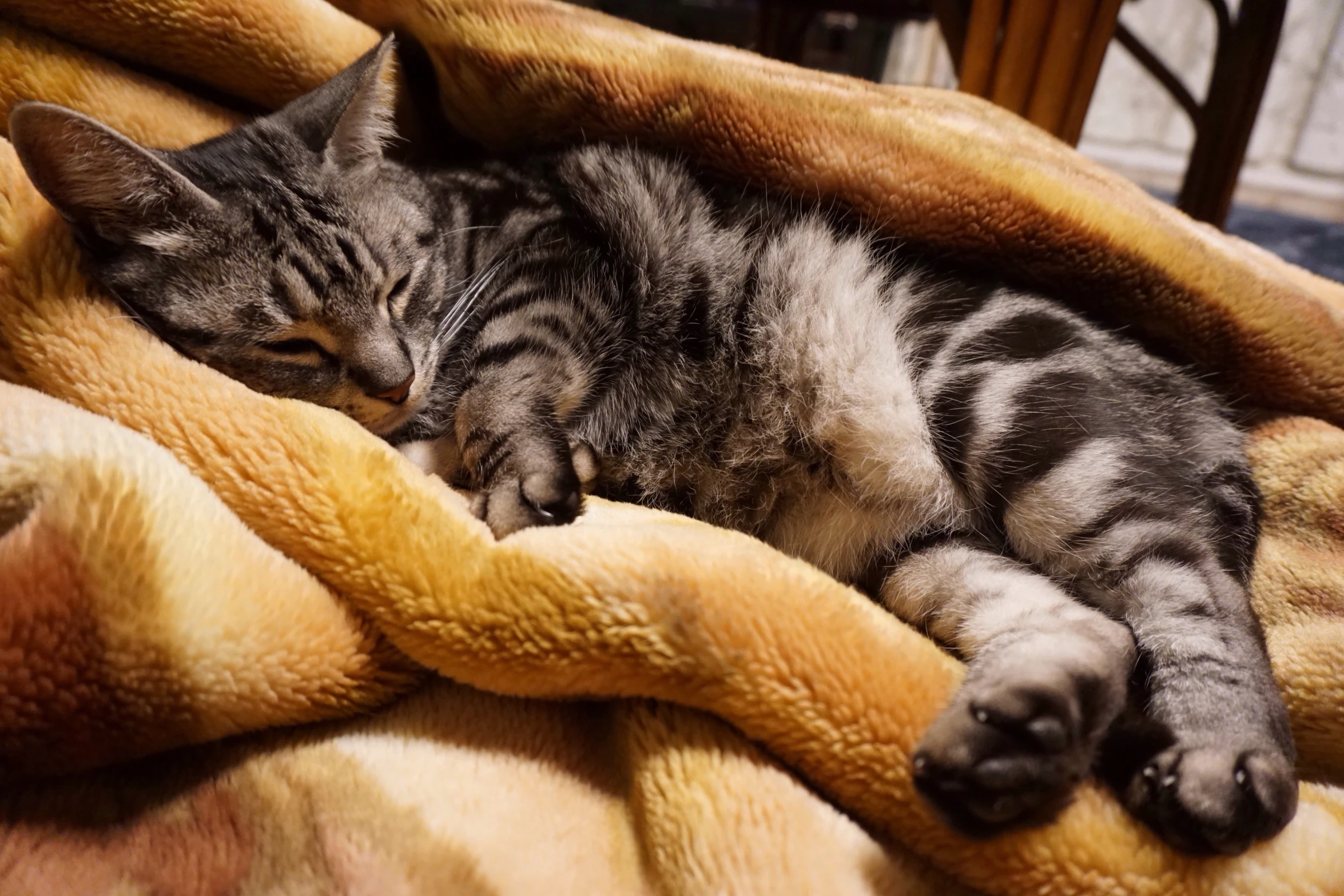 a cat sleeps on a blanket, on a bed