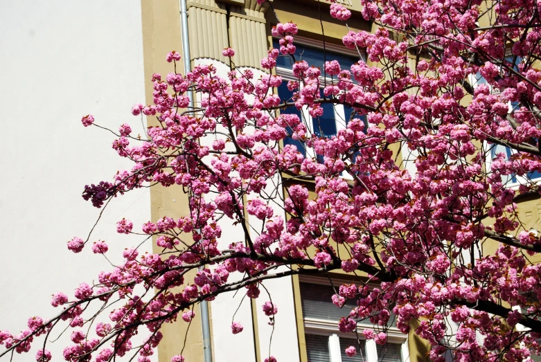 some pink flowers in front of a building