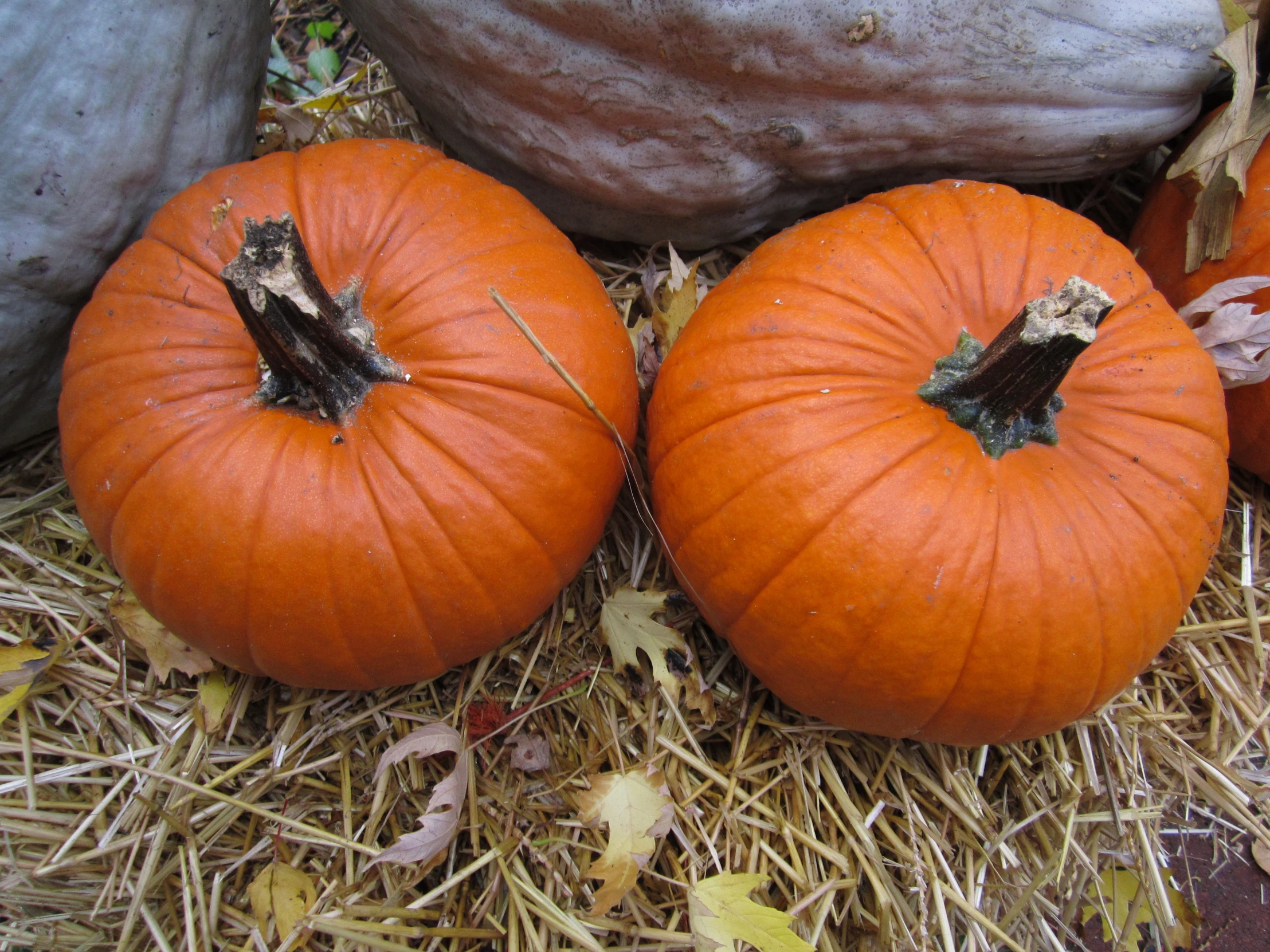 three pumpkins on a bed of straw