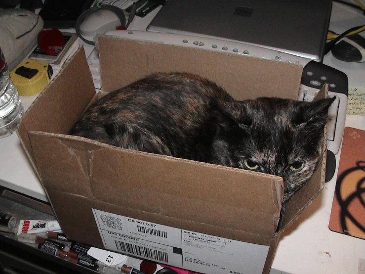 a cat in a box is posed for the camera