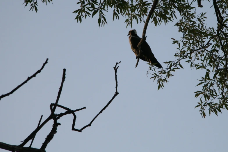 an owl is sitting in the nches of a tree