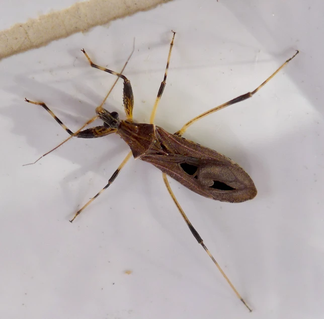 a bug sitting on top of a white sheet