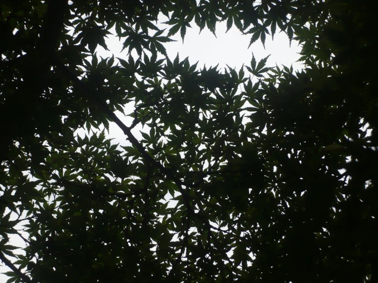 view from the top through the green leaves in treetops