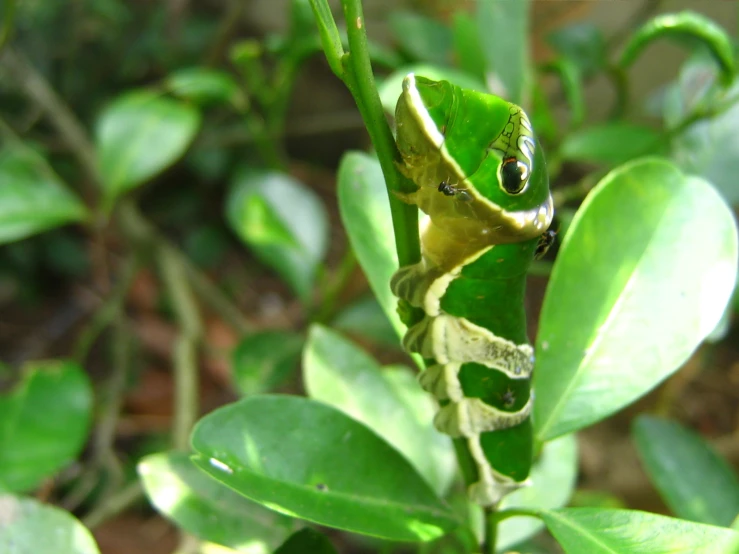 the large green frog is on the leaf