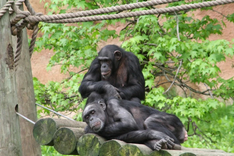 two gorillas sitting together inside a rope enclosure