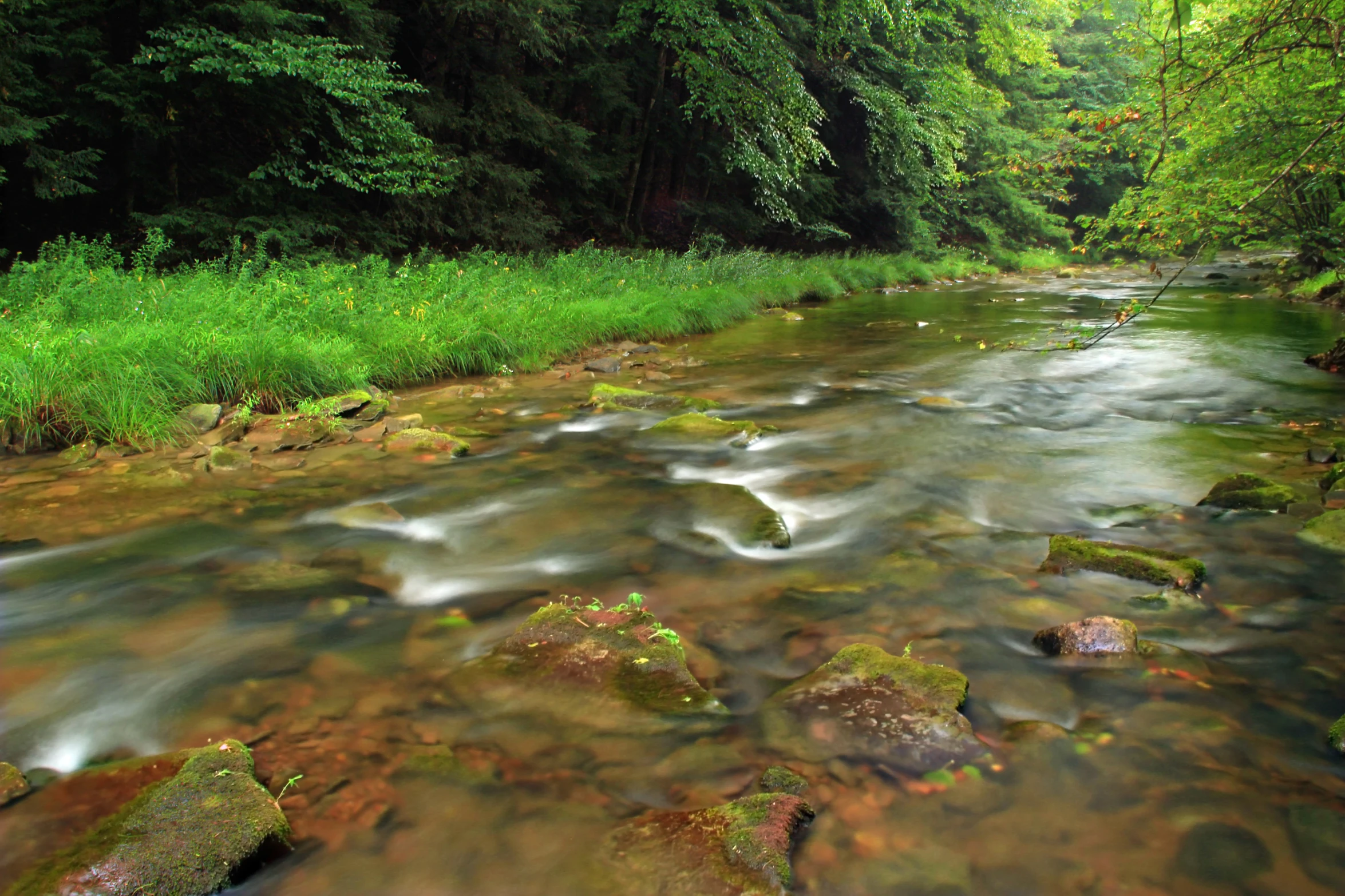 the flowing creek shows only mossy vegetation