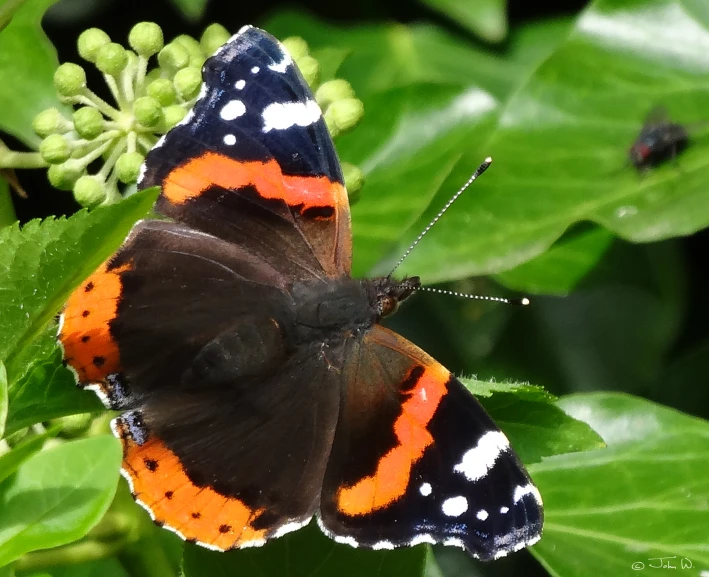 an orange and black erfly sits on a leaf