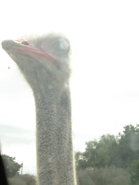 an ostrich is pictured through a haze