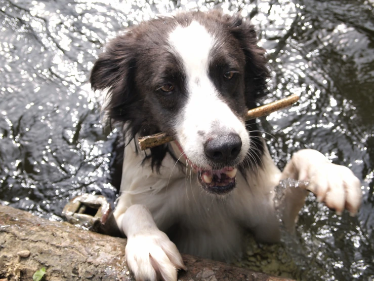 a brown and white dog holding a stick while standing in water
