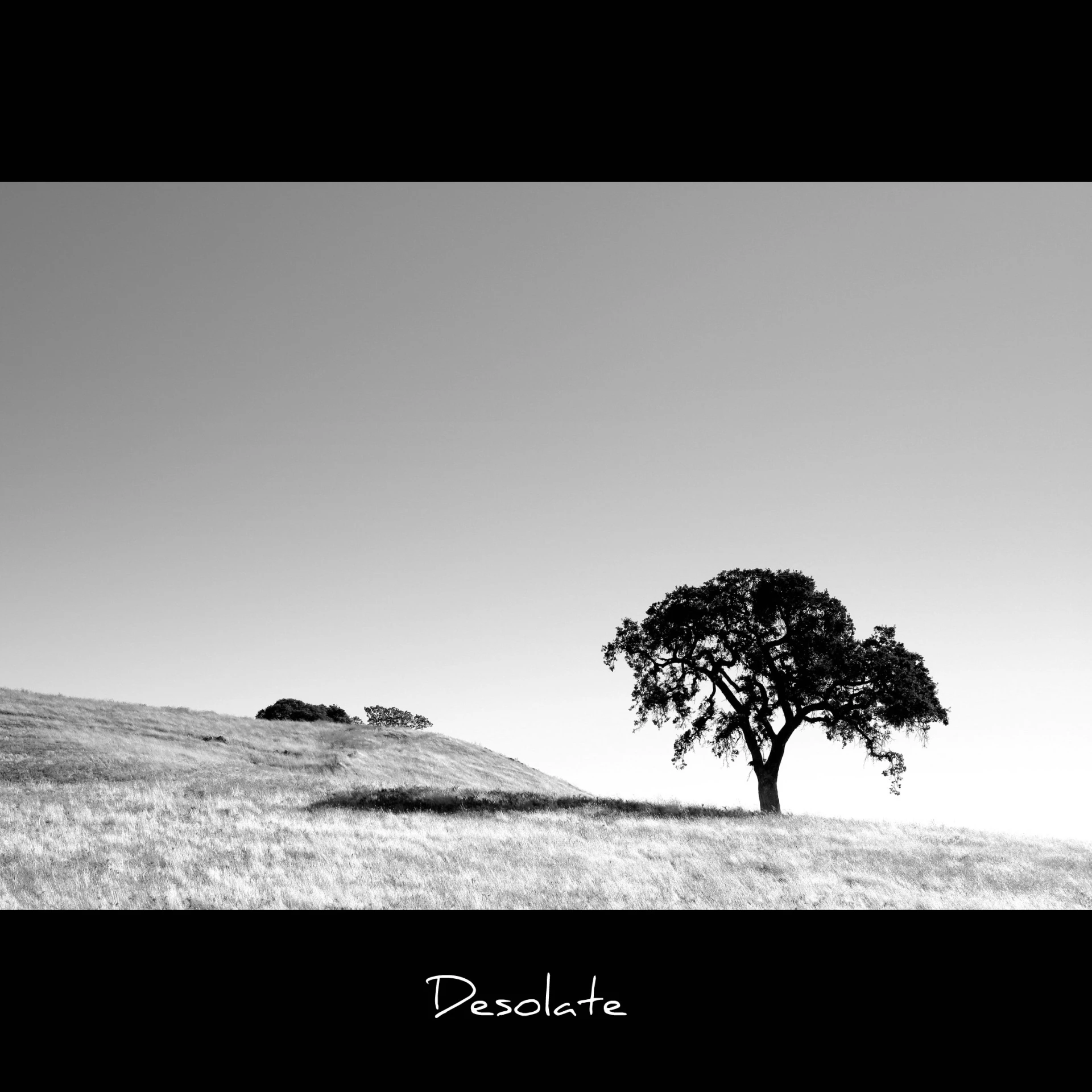 the lone tree is alone in the open field